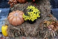 Orange pumpkins and chrysanthemums on the straw bales for Halloween. Ripe vegetables. Halloween decoration home yard. Coze Autumn Royalty Free Stock Photo