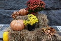 Orange pumpkins and chrysanthemums on the straw bales for Halloween. Ripe vegetables. Halloween decoration home yard. Coze Autumn