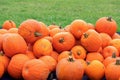 Orange pumpkins (Curcurbita pepo).