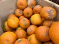 Orange pumpkins for decoration for Halloween in the store