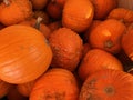 Orange pumpkins for decoration for Halloween in the store