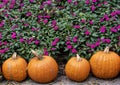 Orange Pumpkins in front of a bed of purple impatiens at the Dallas Arboretum in Texas.