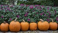 Orange Pumpkins in front of a bed of purple impatiens at the Dallas Arboretum in Texas.