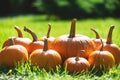 Orange pumpkins in garden grass