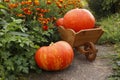 Orange pumpkins in the garden