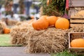 Orange pumpkins for Halloween are lying on bales of straw Royalty Free Stock Photo