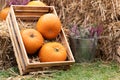 Orange pumpkins for Halloween are lying in a wooden box on straw bales Royalty Free Stock Photo