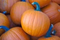 Orange pumpkins for halloween or thanksgiving at the market