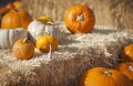 Orange Pumpkins and Hay in Rustic Fall Setting Royalty Free Stock Photo