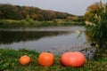 orange pumpkins in nature. autumn river Bank and reeds. reflection of the forest in the water. Halloween