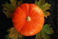 Orange pumpkins next to dry leaves on a dark background