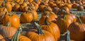 Orange pumpkins at outdoor farmer market Royalty Free Stock Photo