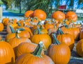 Orange pumpkins at outdoor farmer market Royalty Free Stock Photo