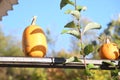 Orange pumpkins at outdoor farmer market. pumpkins in line on an wooden board Royalty Free Stock Photo