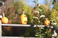 Orange pumpkins at outdoor farmer market. pumpkins in line on an wooden board Royalty Free Stock Photo