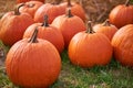 Orange pumpkins at outdoor farmer market. pumpkin background.  Copy space for your text Royalty Free Stock Photo
