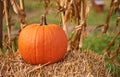 Orange pumpkins at outdoor farmer market. pumpkin background.  Copy space for your text Royalty Free Stock Photo