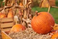 Orange pumpkins at outdoor farmer market. pumpkin background.  Copy space for your text Royalty Free Stock Photo