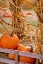 Orange pumpkins at outdoor farmer market. pumpkin background.  Copy space for your text Royalty Free Stock Photo