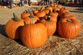 Orange pumpkins at outdoor farmer market. pumpkin patch Royalty Free Stock Photo