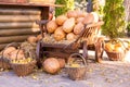 orange pumpkins at outdoor farmer market. pumpkin patch. Copy space for your text Royalty Free Stock Photo