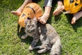 orange pumpkins with painted grins, a beloved pet kitten, the bare feet of two children sitting on the grass