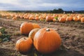 Orange pumpkins patch at outdoor farmer market.  Landscape harvest farm field with blurry farmer picking pumpkin in Sunny day Royalty Free Stock Photo