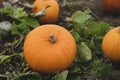 Orange pumpkins patch at outdoor farmer market.  Landscape harvest farm field with blurry farmer picking pumpkin in Sunny day Royalty Free Stock Photo