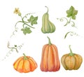 Orange pumpkins, set Halloween, watercolor illustration, fruits and leaves.
