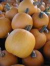 Smooth-skinned orange pumpkins stacked for sale