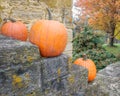 Orange Pumpkins on Stone Stairway with Orange Fall Tree