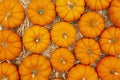 Orange pumpkins on straw hay background Royalty Free Stock Photo