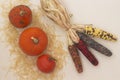 Orange pumpkins on a straw. Multi-colored ears of corn. Light background