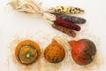 Orange pumpkins on a straw. Multi-colored ears of corn. Light background