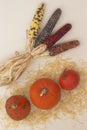 Orange pumpkins on a straw. Multi-colored ears of corn. Light background