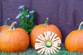 Pumpkins and flowers to celebrate fall and Halloween