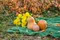 Orange pumpkins and a yellow bouquet of flowers on a green plaid in nature against the background of fallen leaves on a bush Royalty Free Stock Photo