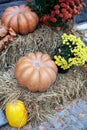 Orange pumpkins, yellow dry leaves and autumn flowers chrysanthemums on straw bales for Halloween. Halloween decoration home yard. Royalty Free Stock Photo