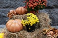 Orange pumpkins, yellow dry leaves and autumn flowers chrysanthemums on straw bales for Halloween. Halloween decoration home yard.