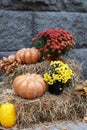 Orange pumpkins, yellow dry leaves and autumn flowers chrysanthemums on straw bales for Halloween. Halloween decoration home yard. Royalty Free Stock Photo