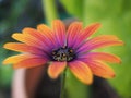 Orange and purple African daisy closeup Royalty Free Stock Photo