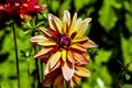 Orange and purple flower of the dahlia named Jescot Julie, Asteraceae, in late summer and autumn