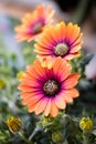 Orange and purple gerbera daisy petals close up in spring Royalty Free Stock Photo