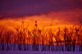 Orange Glow of Sunset, Prairie Stems, Snow Royalty Free Stock Photo