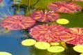 Orange/purple mottled and green water lily pads
