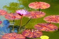 Orange/purple mottled water lily and pads