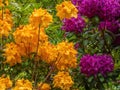 Orange and purple rhododendron growing in garden in washington state Royalty Free Stock Photo