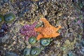 Orange and purple starfish with anemones on sea coastline rock