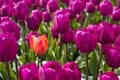 Orange and purple tulips