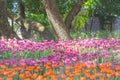 Orange and purple tulips are blooming in the garden. Beautiful floral background. Flowerbed with flowers. Close-up photo tulip Royalty Free Stock Photo